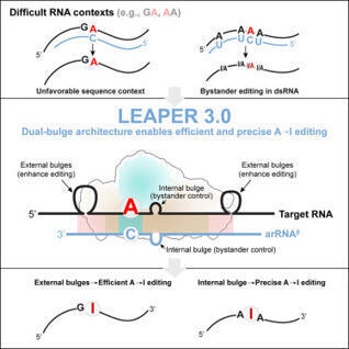 RNA structure programs endogenous ADAR for precise and efficient editing | CEL | RMH | Scoop.it