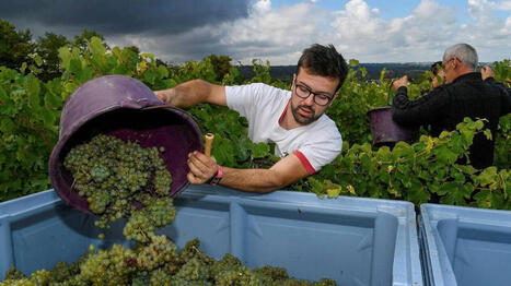 C&rsquo;est quoi ce grand concours national de vins qui se tiendra &agrave; Angers&nbsp;? - Ouest France [Abonn&eacute;s] | Agriculture en Pays de la Loire | Scoop.it
