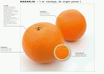 (ES) - Enciclopedia de frutas y hortalizas | adefruta.com | Glossarissimo! | Scoop.it