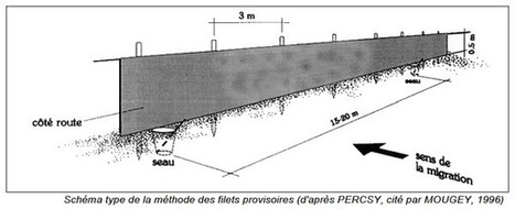 Protection de la migration nuptiale des amphibiens | Biodiversité | Scoop.it