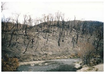 Geography Teachers' Association of Queensland: Bushfires - A ... | Primary geography | Scoop.it
