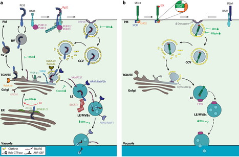 Annual Review of Phytopathology: A Moving View: Subcellular Trafficking Processes in Pattern Recognition Receptor&ndash;Triggered Plant Immunity (2015) | Publications from The Sainsbury Laboratory | Scoop.it