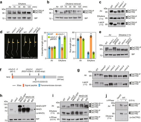 Nat Commun: Membrane protein MHZ3 regulates the on-off switch of ethylene signaling in rice (2024) | Publications from The Sainsbury Laboratory | Scoop.it