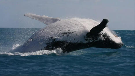 Chanter ou se battre : ces baleines ont fait leur choix | Revue de presse Cétacés | Scoop.it
