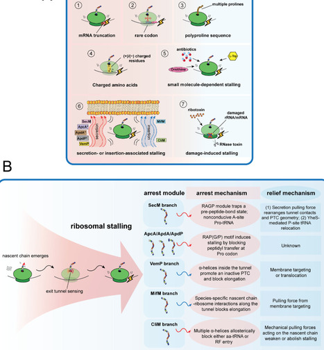 Ribosome roadblocks and traffic controllers in bacteria | mmbr | RMH | Scoop.it