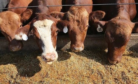Le bétail va devenir le premier consommateur de céréales | MED-Amin network | Scoop.it