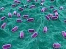 Probiotics may help cut body fat levels: RCT data | Longevity science | Scoop.it
