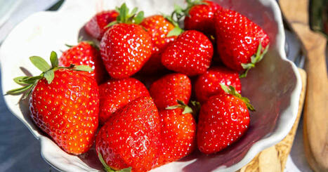 Cool weather delays summer strawberry harvest | Yle News | Yle | 1Uutiset - Lukemisen tähden | Scoop.it