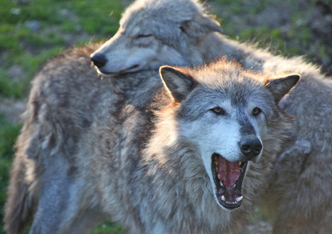 Is Yawning Contagious Among Wolves, Too? | Empathy and Animals | Scoop.it
