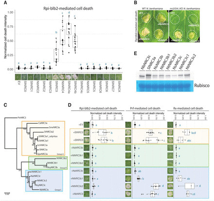 bioRxiv: Functional divergence shaped the network architecture of plant immune receptors (2023) | Publications | Scoop.it