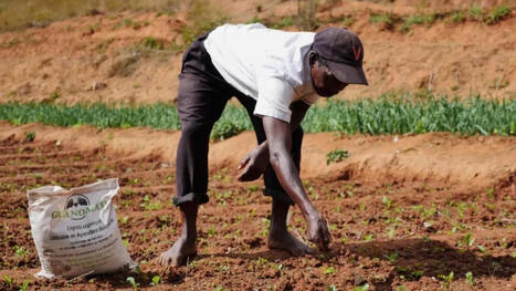 AFRIQUE : P&eacute;nuries d&rsquo;engrais :&nbsp;Les gouvernements africains doivent prendre des mesures urgentes | CIHEAM Press Review | Scoop.it