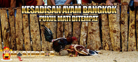 Sadisnya Sabung Ayam Bangkoknbs