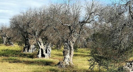 Second foyer de Xylella détecté en ESPAGNE | CIHEAM Press Review | Scoop.it