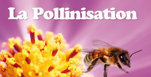 La Pollinisation : une histoire de fleurs et d’insectes | Le Parc Phoenix à Nice | Variétés entomologiques | Scoop.it