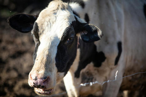 Persistent West Virginia farmer whose cows died from a mysterious disease helped unravel the origin of 'forever chemicals' - BangorDailyNews.com | Operation Deimos | Scoop.it
