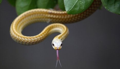 Serpents, scorpions, araignées : Faut-il en avoir peur ? | EntomoScience | Scoop.it