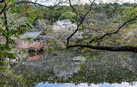 EN IMAGES&nbsp;: Les plus belles images d&rsquo;Hanami, la floraison des cerisiers japonais, dans le monde | D&eacute;couvrir, se former et faire | Scoop.it