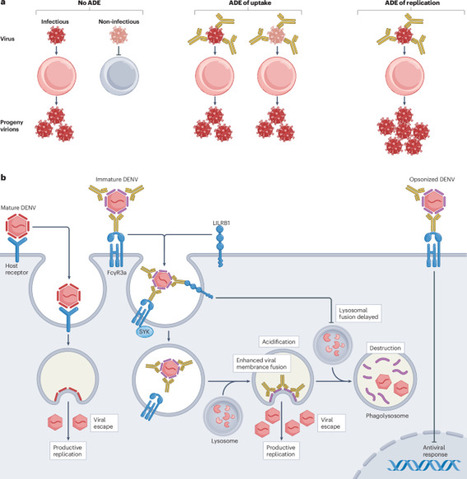 Mechanisms of antibody-dependent enhancement of infectious disease | Nature Reviews Immunology | Immunology | Scoop.it