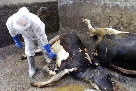 &Eacute;quarrissage : Saria Industries ferme des sites | La Gazette des abattoirs | Scoop.it