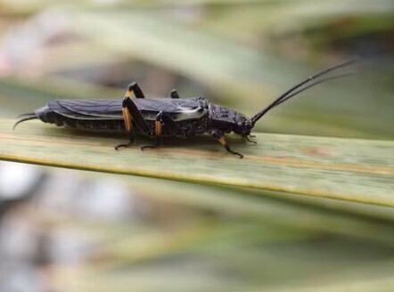 Les perles, ces insectes dont l’humain a transformé la couleur | EntomoNews | Scoop.it