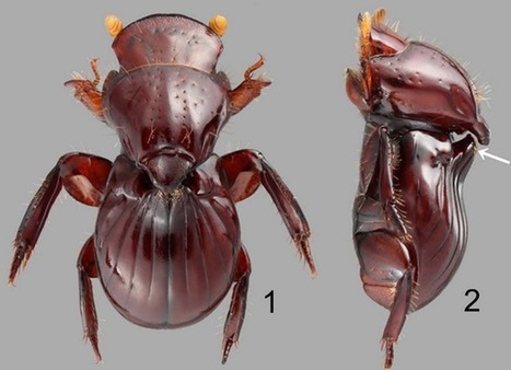 Découverte : quelle est la stratégie employée par le plus faignant de tous les insectes terrestres ? | EntomoNews | Scoop.it