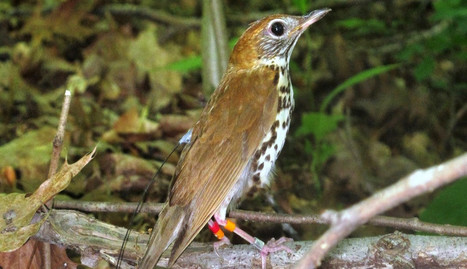 These Lovely Birds Do More Than Sing&mdash;They Sleep Around | Rainforest CLASSROOM | Scoop.it