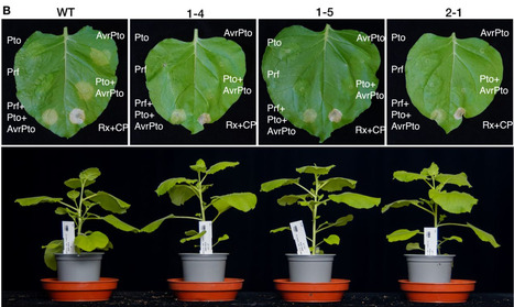 bioRxiv: The autoactivity of tomato helper NLR immune proteins of the NRC clade is unaltered in prf mutants of Nicotiana benthamiana (2025) | Publications from The Sainsbury Laboratory | Scoop.it