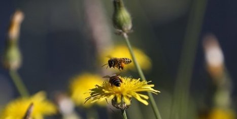 Biodiversité: la nouvelle version du projet de loi de l'Assemblée déjà contestée | Biodiversité | Scoop.it