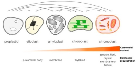 Carotenoid Metabolism in Plants: The Role of Plastids MPlant | RMH | Scoop.it