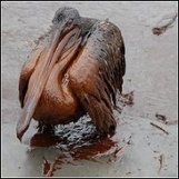 Tell the Obama Administration to Protect Our Oceans From Harmful Offshore Drilling ACTION | OUR OCEANS NEED US | Scoop.it