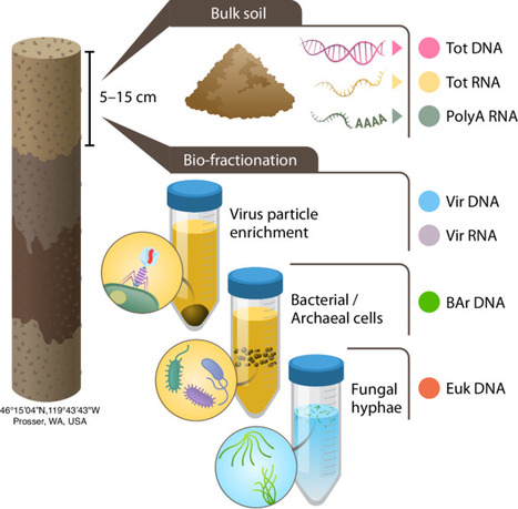Preparation method shapes the recovery and ecological interpretation of DNA and RNA soil viral communities | Ncm | RMH | Scoop.it