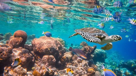 8 de junho - Dia Mundial dos Oceanos: Lar da maior biodiversidade do planeta est&aacute; amea&ccedil;ado | Mar Sem Petr&oacute;leo | Scoop.it