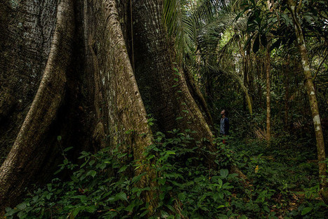 Building a Sustainable Forest Economy | RAINFOREST EXPLORER | Scoop.it