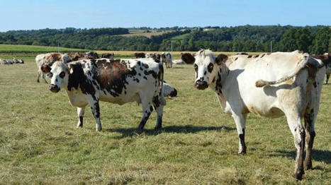 Un projet pour arrêter de gaspiller les vaches | Actualité Bétail | Scoop.it
