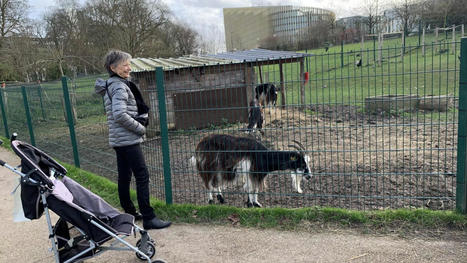 Lille&nbsp;: &agrave; la ferme Marcel-Dh&eacute;nin, deux mois de fermeture avant un nouveau cheptel | Nature en ville | Scoop.it