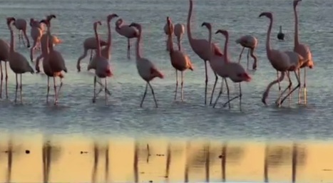 En Camargue, dans les ailes des oiseaux migrateurs | Camargue Nature | Scoop.it