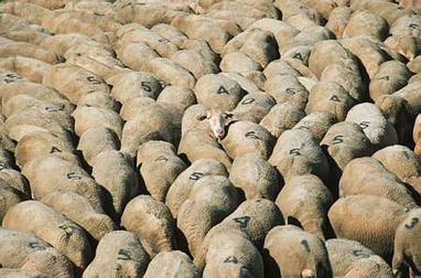 Elevage ovin : la FNO souhaite accroître la production (assemblée générale) | SCIENCES DE L' ANIMAL | Scoop.it