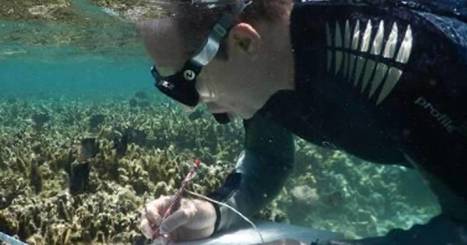 Réserve Marine : quels effets sur les peuplements de poissons et de coraux ? | Biodiversité | Scoop.it