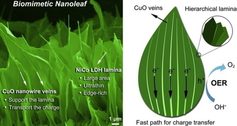 S. Korea Develops Nanoleaf Catalyst to Generate Hydrogen Energy | Biomimicry 3.8 | Scoop.it