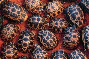 Près de 3 000 tortues relâchées à Madagascar   | Agir pour la biodiversité ! | Scoop.it