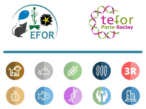 FOCUS PLATEFORME : TEFOR Paris-Saclay coordonne le réseau EFOR : son séminaire annuel se tiendra les 10-11 mai 2021 (virtuel) | La participation est gratuite mais l’inscription obligatoire ! | Life Sciences Université Paris-Saclay | Scoop.it