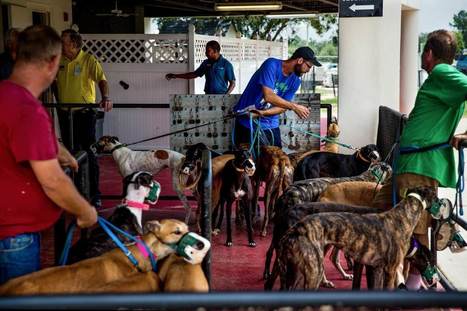 In Florida, a fight over dog racing pits a waning generation of gamblers and trainers against animal rights advocates  | Greyhound Racing | Scoop.it