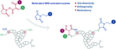 Multivalent NHS-activated acrylates for orthogonal site-selective functionalisation of peptides at cysteine residues paper included in the 2022 issue of Pioneering Investigators | iBB | Scoop.it