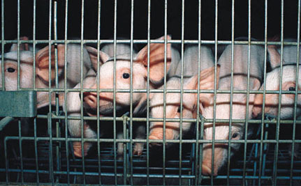 Extreme Cruelty Revealed at Walmart Pork Supplier | The EcoPlum Daily | Scoop.it