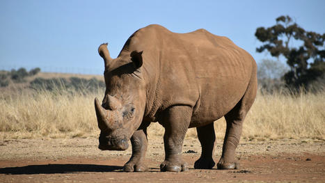 Climate change threatens Africa’s rhinos » Yale Climate Connections | Changement climatique & Biodiversité | Scoop.it