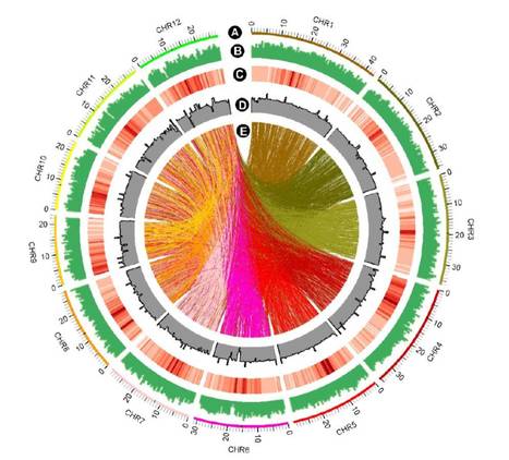 IN BRIEF: Technology Turbocharges Functional Genomics | The Plant Cell | Scoop.it