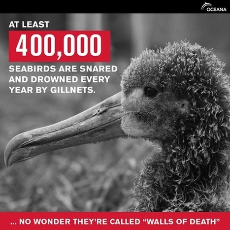 Deadly BiCatch: Destructive Corporate Fishing Gear Kills 400K+ Seabirds, millions of other species - per year | OUR OCEANS NEED US | Scoop.it