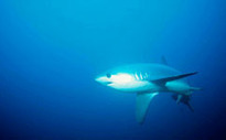 Sharks visit personal hygienists | OUR OCEANS NEED US | Scoop.it