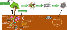 [Article scientifique] Wood ash application for crop production, amelioration of soil acidity and contaminated environments - ScienceDirect | SCIENCES DU VEGETAL | Scoop.it