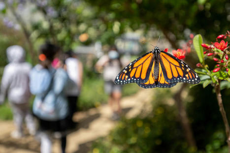 IUCN Officially Lists Beloved Monarch Butterflies as Endangered - EcoWatch.com | Agents of Behemoth | Scoop.it